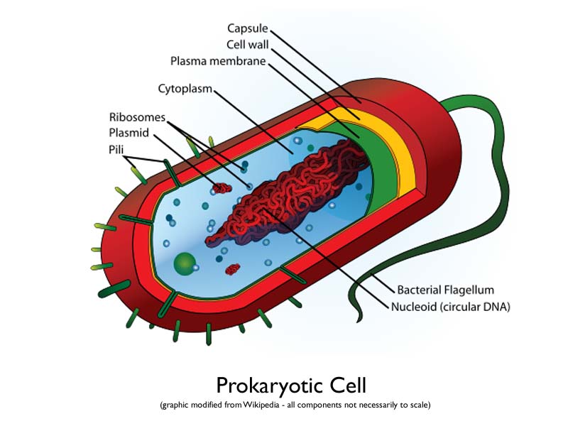 Prokaryotic Cell ...